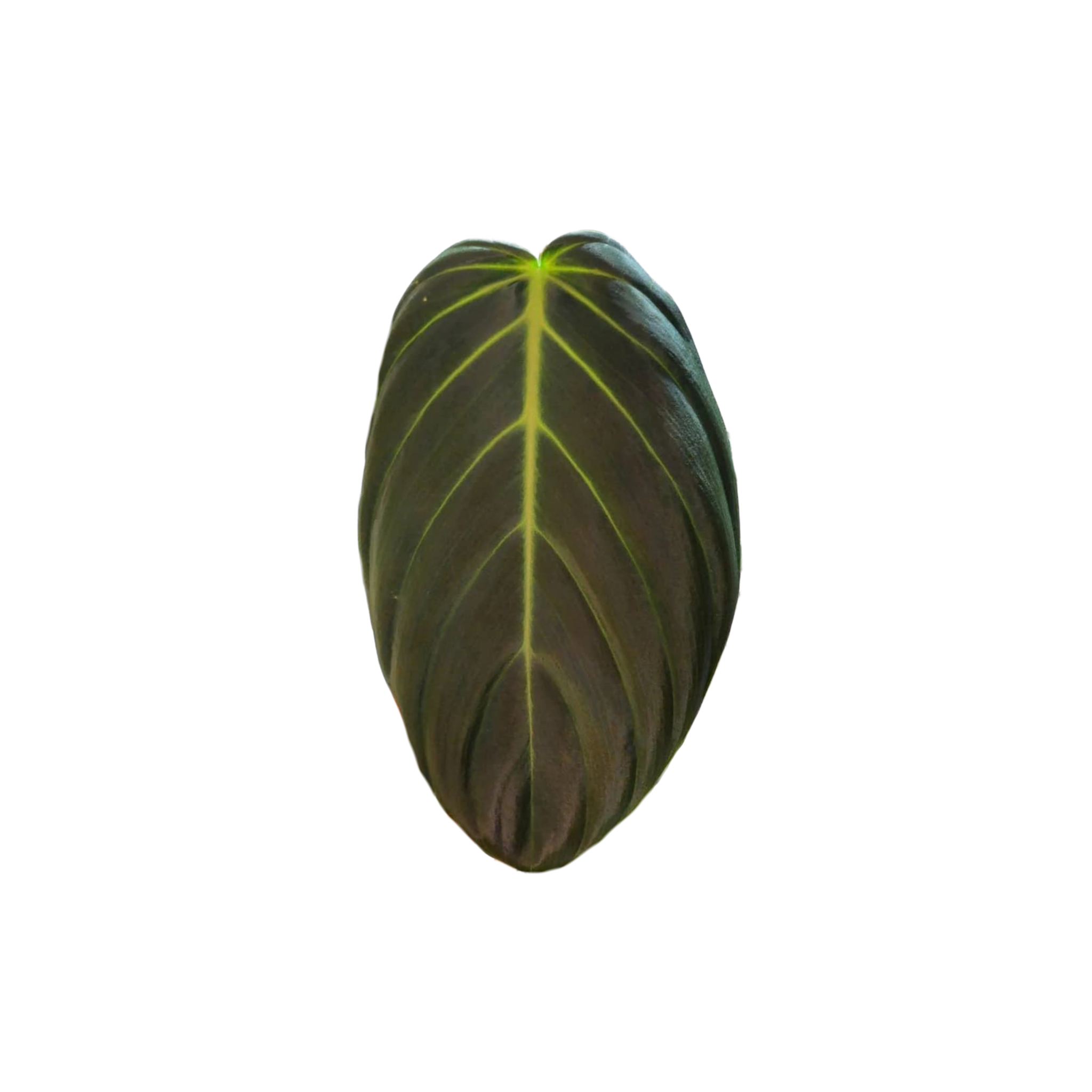 Herbal Brightening Body Pack